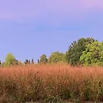 Acero Giallo 3*