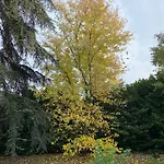 Acero Giallo 3* Parma