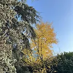 Acero Giallo