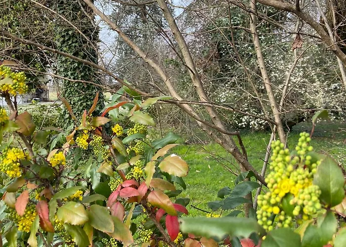 Oda ve Kahvaltı Acero Giallo