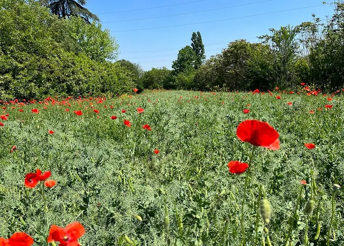 Acero Giallo Oda ve Kahvaltı 3*