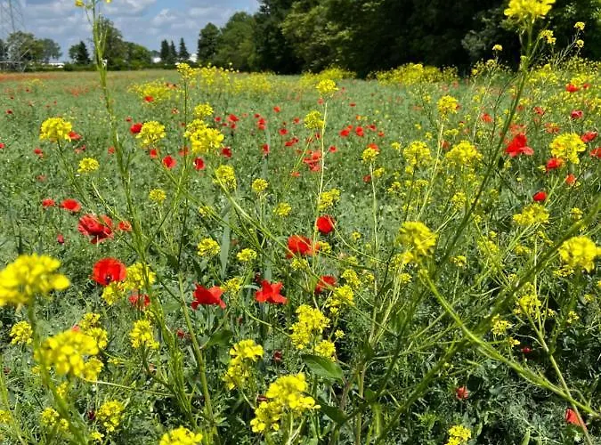 Oda ve Kahvaltı Acero Giallo 3*