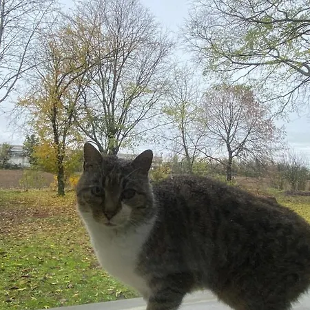 Bed & Breakfast Acero Giallo Parma