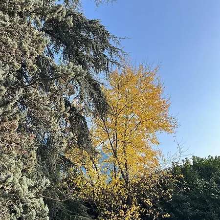Acero Giallo