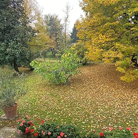 Acero Giallo 3*