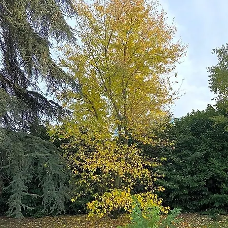 לינה וארוחת בוקר Acero Giallo