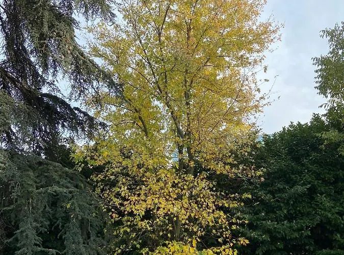 Acero Giallo 3* بارما