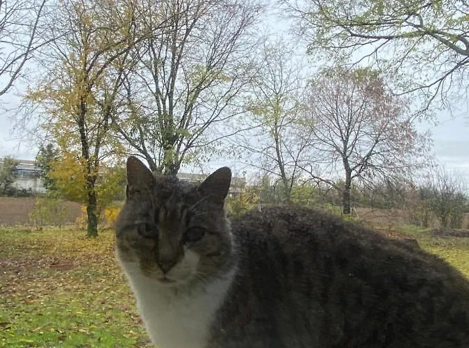 فندق مبيت وإفطار Acero Giallo بارما