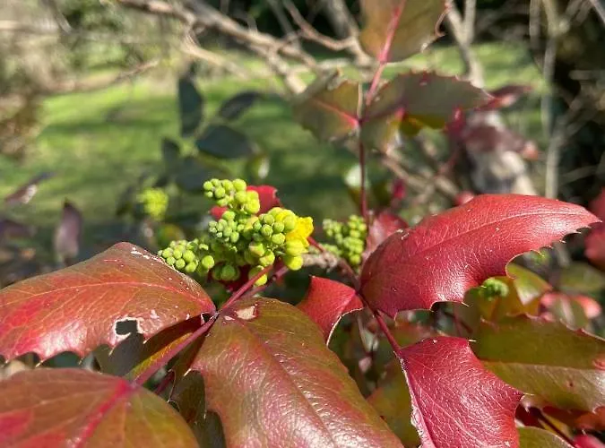 Acero Giallo Bed & Breakfast